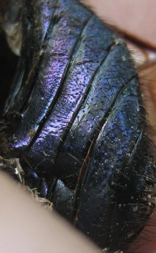 Geotrupes stercorarius